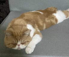 お話し、愚痴、悩み聞きます イメージ1