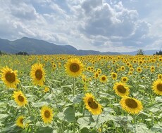キャリア方向性模索中の若手女性にコーチングします イメージ1
