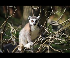 獣医師が新卒獣医の動物病院の就職先の相談に乗ります 就職先の動物病院に悩むあなたへ選び方や基準についてアドバイス