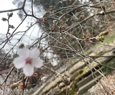 看護師がこころの相談にます イメージ1