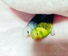 相棒のぬいぐるみと出会った理由を占います ワンコインで大切な相棒(ぬいぐるみ、ドール)のこと占います。