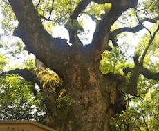 神社のお参りのアドバイスをします イメージ1