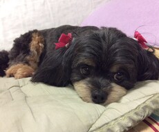 期間限定、ワンちゃんのノミダニ対策の仕方教えます イメージ1