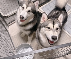 大型犬と猫の飼い主。飼い方やお手入れ相談乗ります アラスカンマラミュートのしおむすび♡愛犬愛猫のお悩み相談室