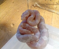 これから爬虫類飼う人の御相談おききします イメージ1