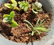 お好きな植物を育て＆弱った植物を再生します イメージ1