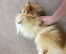 ペットの飼育相談にのります イメージ1