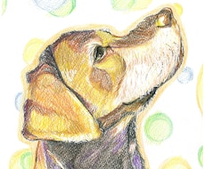 色鉛筆で大切なペットのイラストを描きます イメージ1