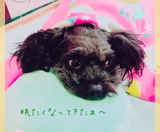 写真文字入れできます イメージ1