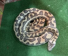 小動物、爬虫類、猛禽類などの飼育相談承ります イメージ1