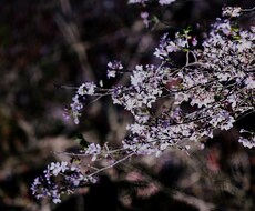 風景や食べ物などの写真を提供します イメージ1