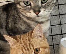 猫ちゃんの飼育方法などの悩み相談に乗ります イメージ1