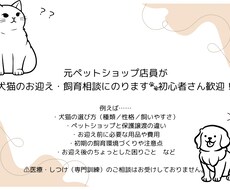 犬猫の飼育・お迎えに関する相談乗ります イメージ1