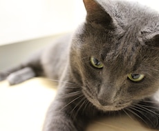 保護猫さんとあなたが幸せになる方法伝えます イメージ1