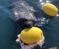 ドルフィントレーナーになる為のアドバイスをします イメージ1