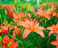 トークと占いで1日寄り添います あなたの悩みを吐き出してください。