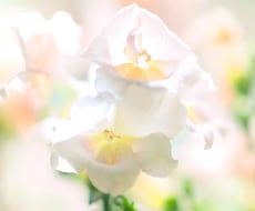 バラ売り用画像 水彩画風　2枚組販売します イメージ1