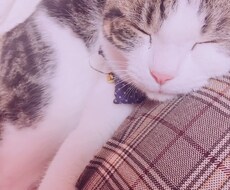 猫ちゃんの写真・動画売ります 白いチンチラの猫とブチのスコティッシュ猫