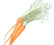 お野菜やお花の優しいアイコンお描きします 商品POPやホームページ用素材として好評です