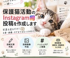 保護猫活動のInstagram投稿を作成します イメージ1