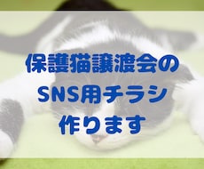 Canva保護猫譲渡会の簡単SNSチラシ作ります イメージ1