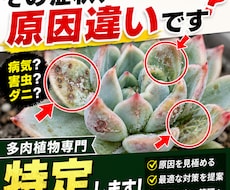 多肉専門　病気・害虫・ダニ診断と防除設計します その症状、“原因違い”のまま対処していませんか？