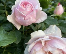 女性の笑顔の為に恋愛の不安や不満、悩みを癒やします イメージ1
