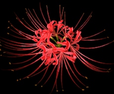 撮られました思い出のお花をイラストへ写し出します イメージ1