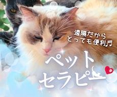 ジャンルを問わず遠隔でペットセラピーします あなたのペットの目の輝きにご注目ください。