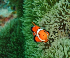 海/ダイビング/水中写真撮ってきます イメージ1