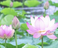 インド占星術による鑑定ご相談うけたまわります あなた独自のホロスコープを作成し鑑定します。