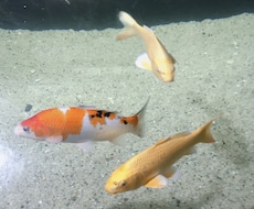 あなたにあったモテ方、武器をみつけます イメージ1