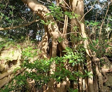 心の休息に☆トークやりとり&ヒーリングします イメージ1