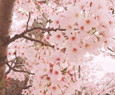 英語⇔日本語翻訳。1word 25円〜。ﾈｲﾃｨﾌﾞﾌﾟﾙｰﾌ付き。 イメージ1