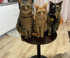 ペットのお悩みを少しずつ解決して行きます イメージ1