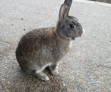 あなたのウップン晴らします イメージ1