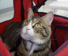 犬猫との暮らしの中での疑問、相談にお答えします イメージ1