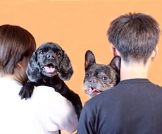 浜松市で愛犬専門の出張撮影いたします ご自宅で自然な表情を丁寧に撮影します