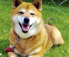 話し相手になります イメージ1