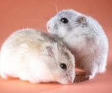 小動物の飼育方法・相談受付けます イメージ1