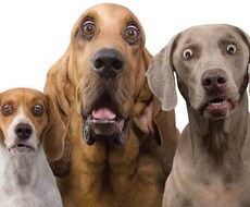 愛犬の相談・しつけ方承ります イメージ1