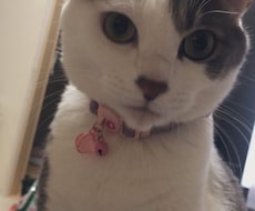 アニマル霊視➕様々な占術でコミニュケーションします ♥️亡くなられた方もOKです♪ワン猫✨ココナラ2000件以上
