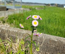 商用利用OKの写真販売(景色　自然　など)をします おしゃれでSNSやブログなどに使いやすい写真を厳選しました。