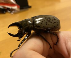 海外や日本のクワガタの飼育方法についてお教えします イメージ1