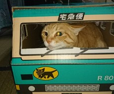 初めて猫を飼う方、相談など乗ります イメージ1