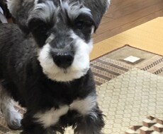ワンちゃんのカットをします イメージ1