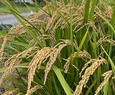 家庭菜園の花壇作りから有機栽培のアドバイスします イメージ1