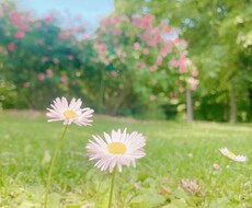男性限定! LINE感覚でわたしがあなたを癒します イメージ1
