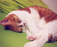 猫ちゃんの不思議、疑問答えちゃいます イメージ1