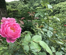 あなたの恋の話なんでもききます イメージ1